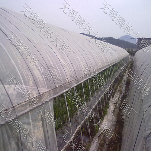 南京建一个草莓大棚需要多少钱